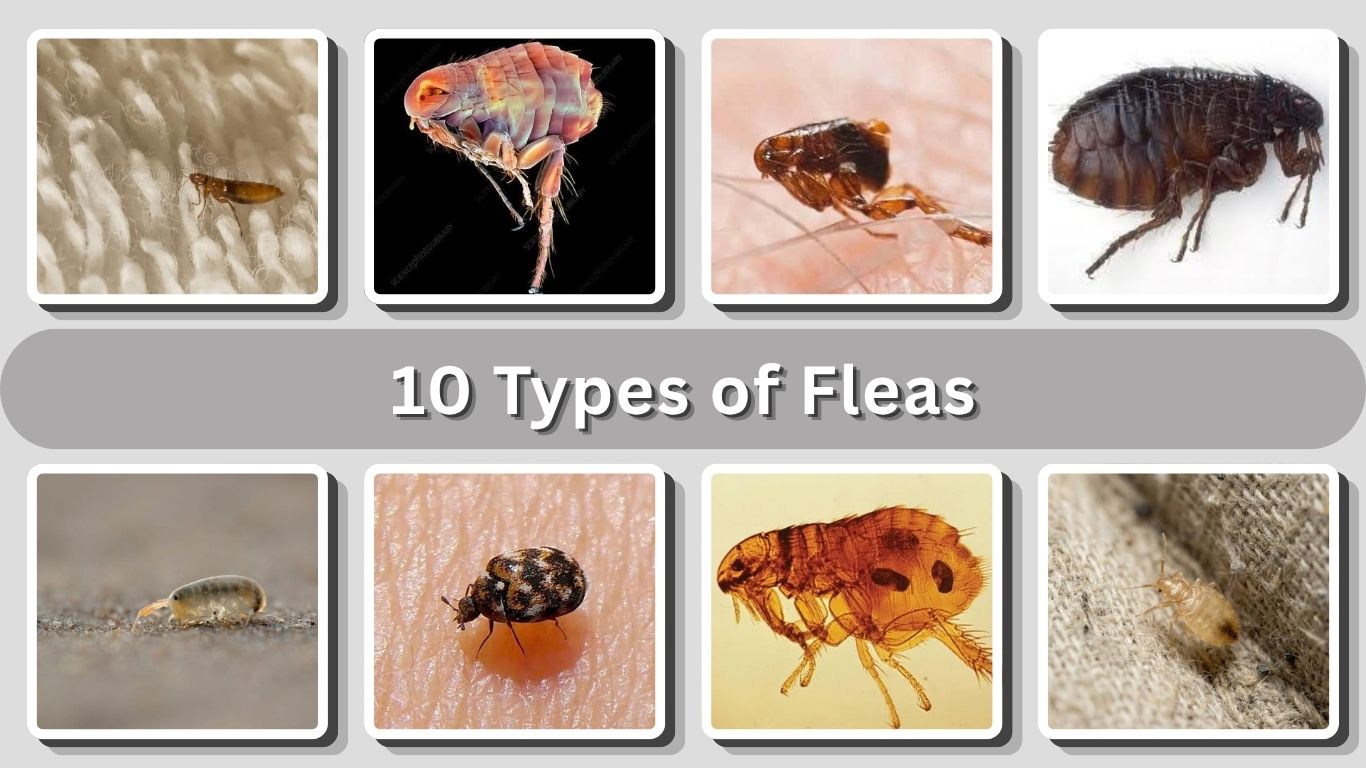 10 Types of Fleas: Identification, Habitat, and Facts
