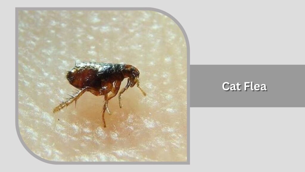 Cat Flea (Ctenocephalides felis)