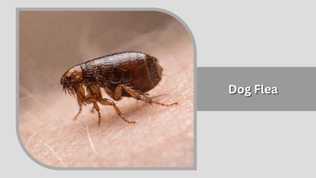 Dog Flea (Ctenocephalides canis)