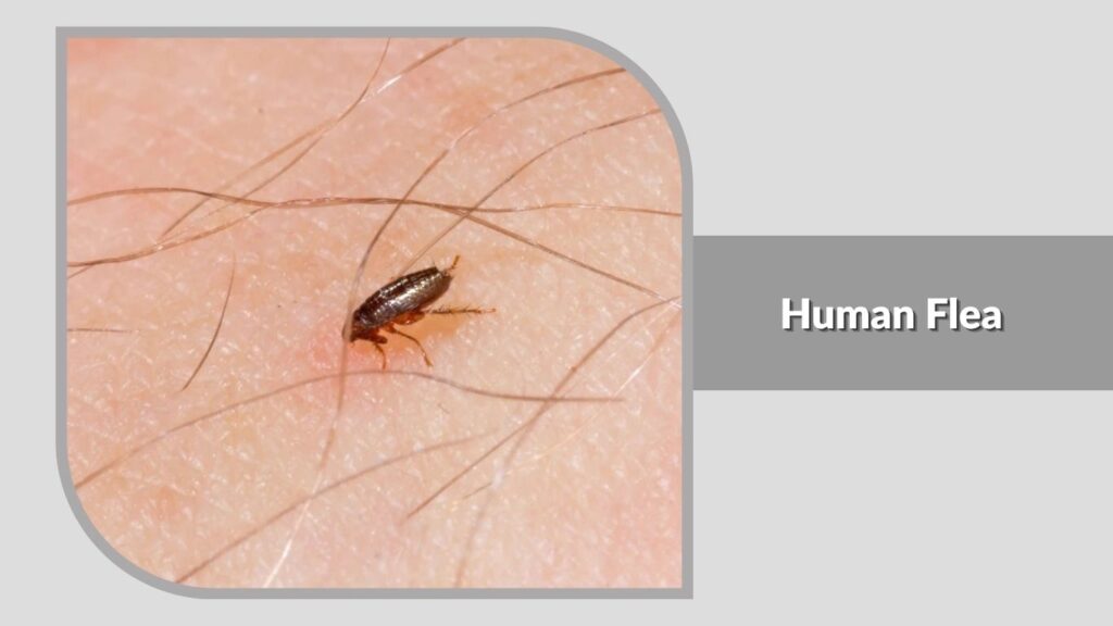Human Flea (Pulex irritans)
