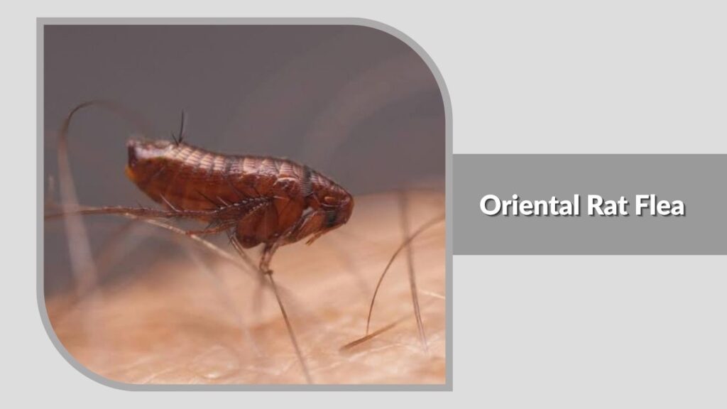 Oriental Rat Flea (Xenopsylla cheopis)