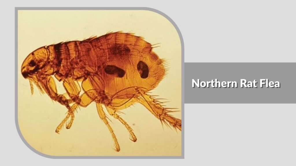 Northern Rat Flea (Nosopsyllus fasciatus)