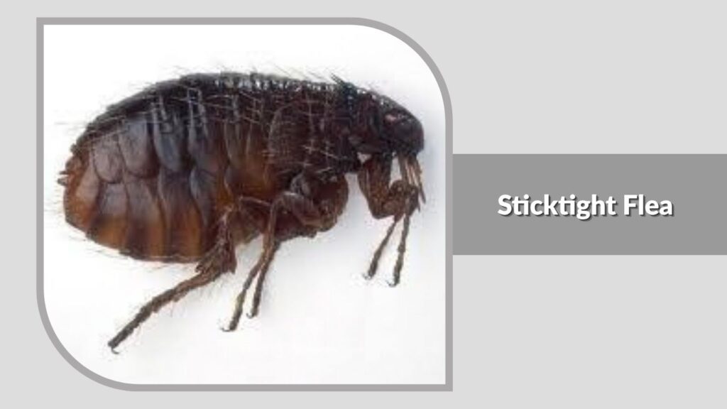 Sticktight Flea (Echidnophaga gallinacea)