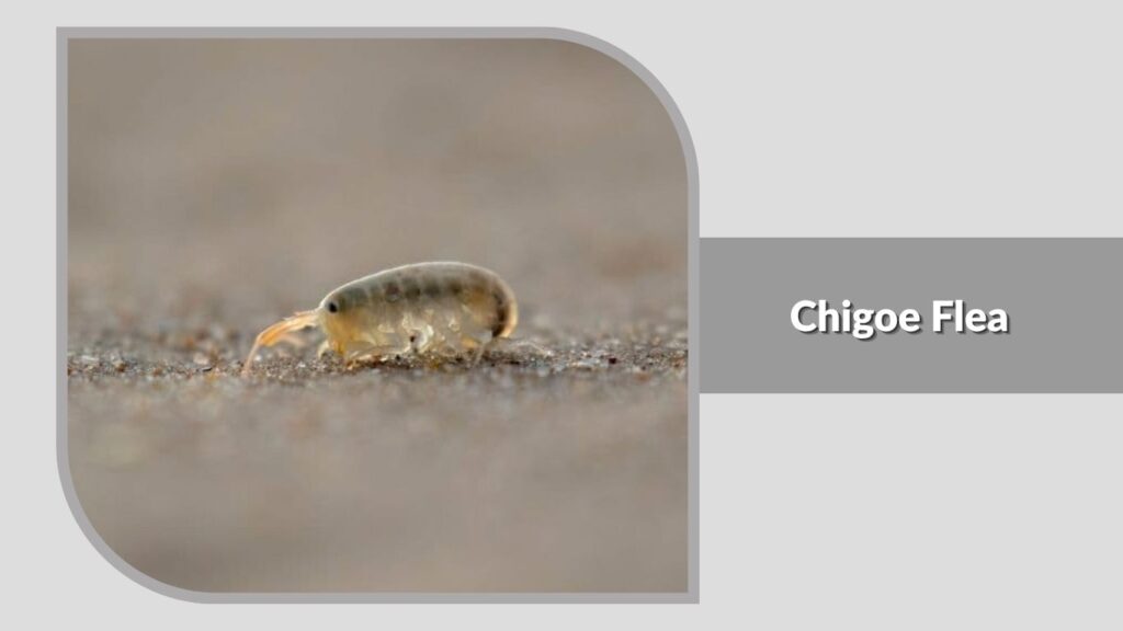 Chigoe Flea 