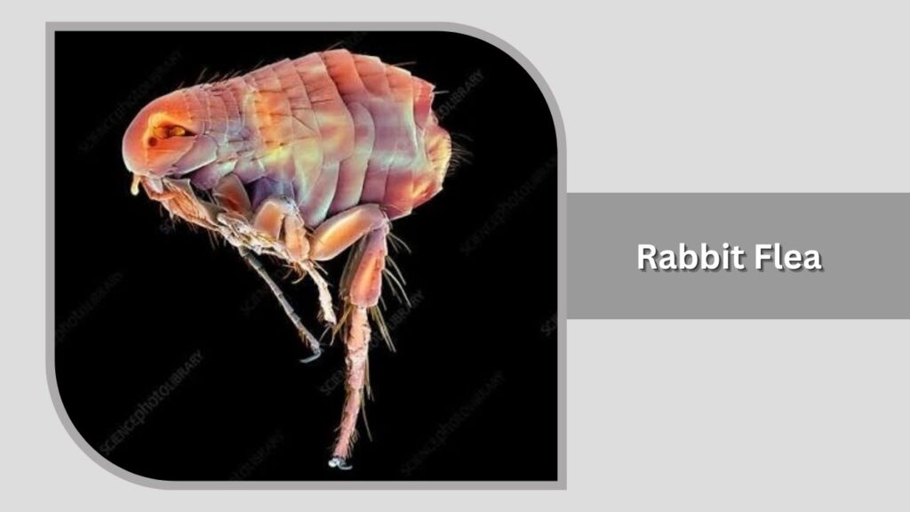  Rabbit Flea (Spilopsyllus cuniculi)