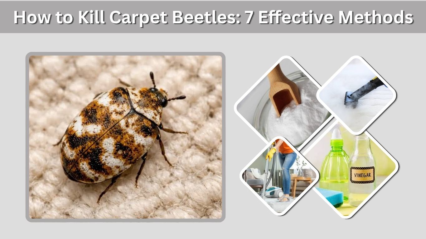 How to Kill Carpet Beetles: 7 Effective Methods