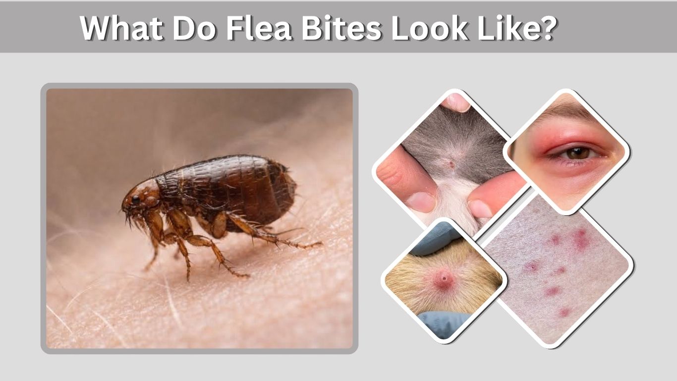 What Do Flea Bites Look Like? Signs & Pictures Guide