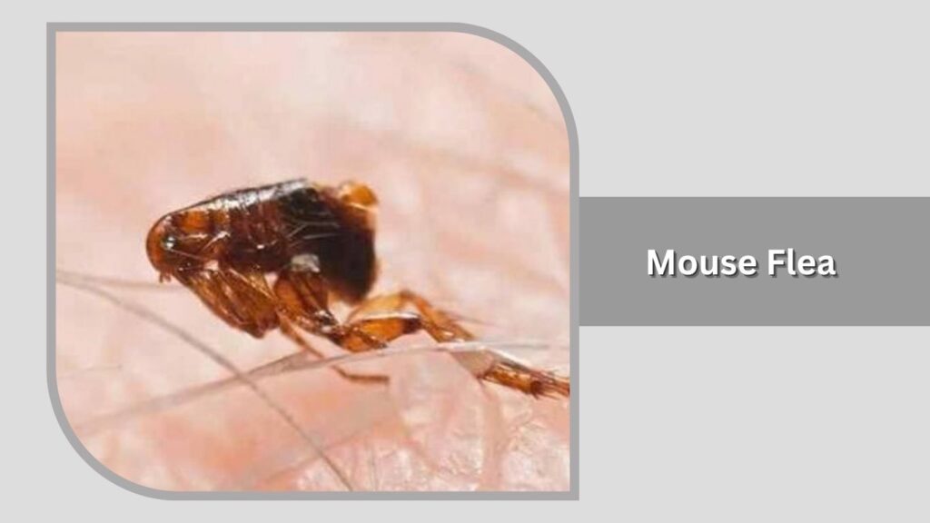 Mouse Flea (Leptopsylla segnis)