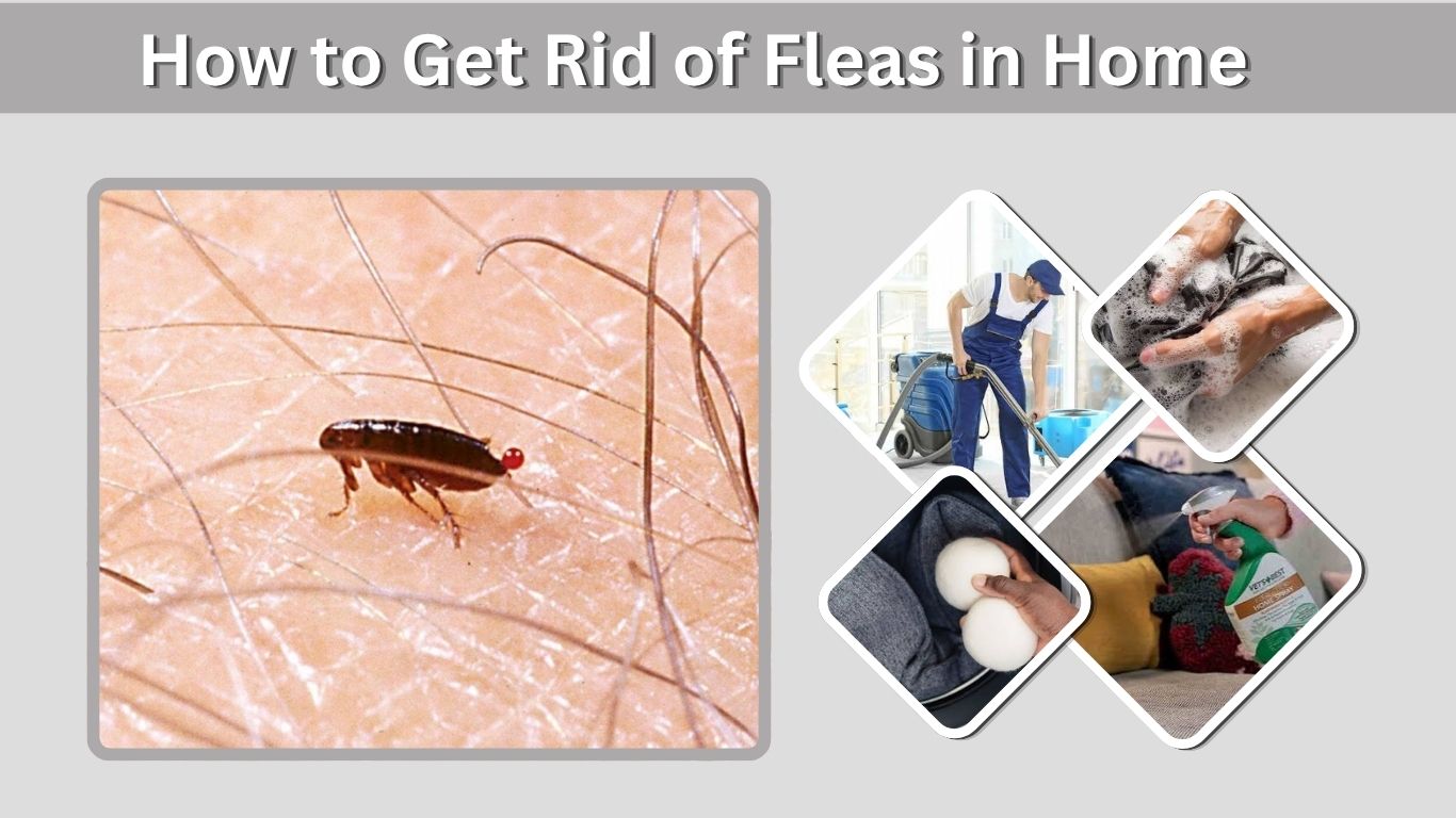 How to Get Rid of Fleas in Home: 7 Effective Methods