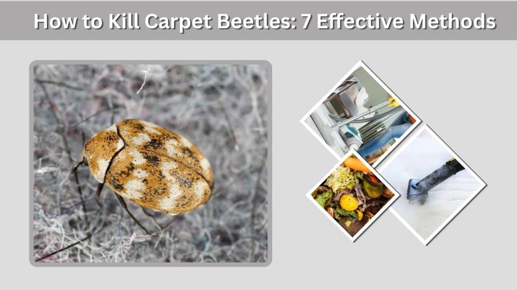 How to Kill Carpet Beetles: 7 Effective Methods
