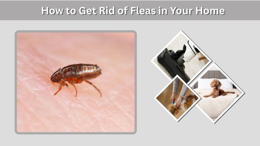 How to Get Rid of Fleas in Your Home