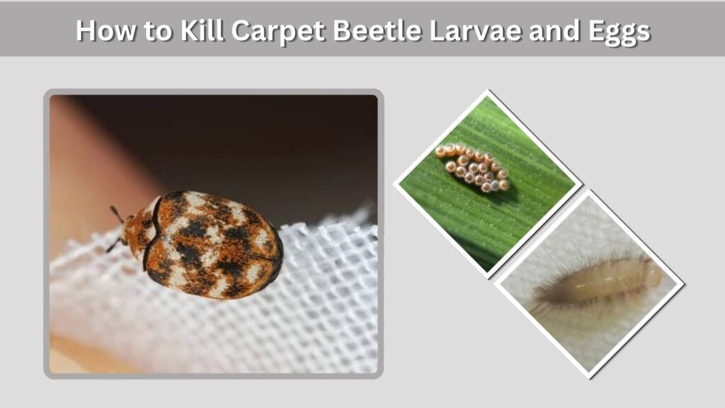 How to Kill Carpet Beetle Larvae and Eggs