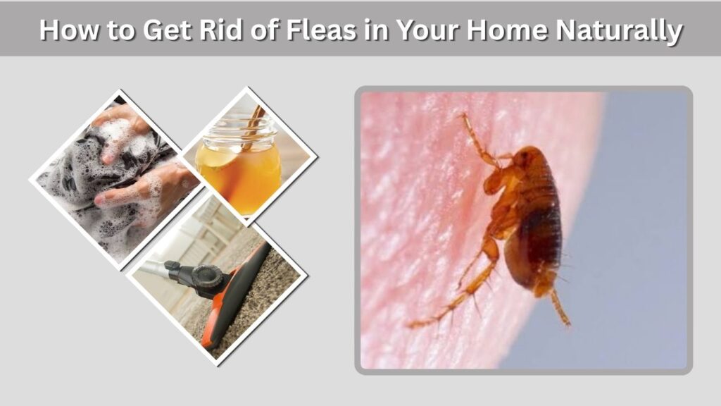 How to Get Rid of Fleas in Your Home Naturally