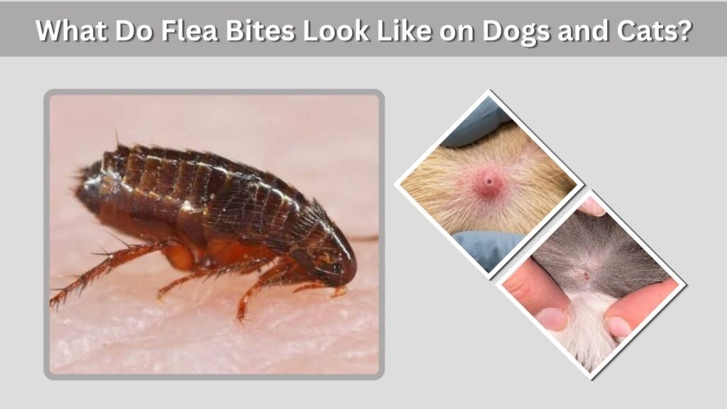 What Do Flea Bites Look Like on Dogs and Cats?