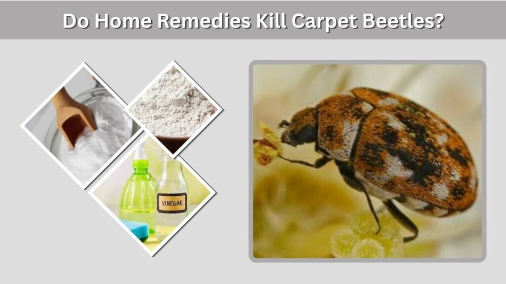 Do Home Remedies Kill Carpet Beetles?