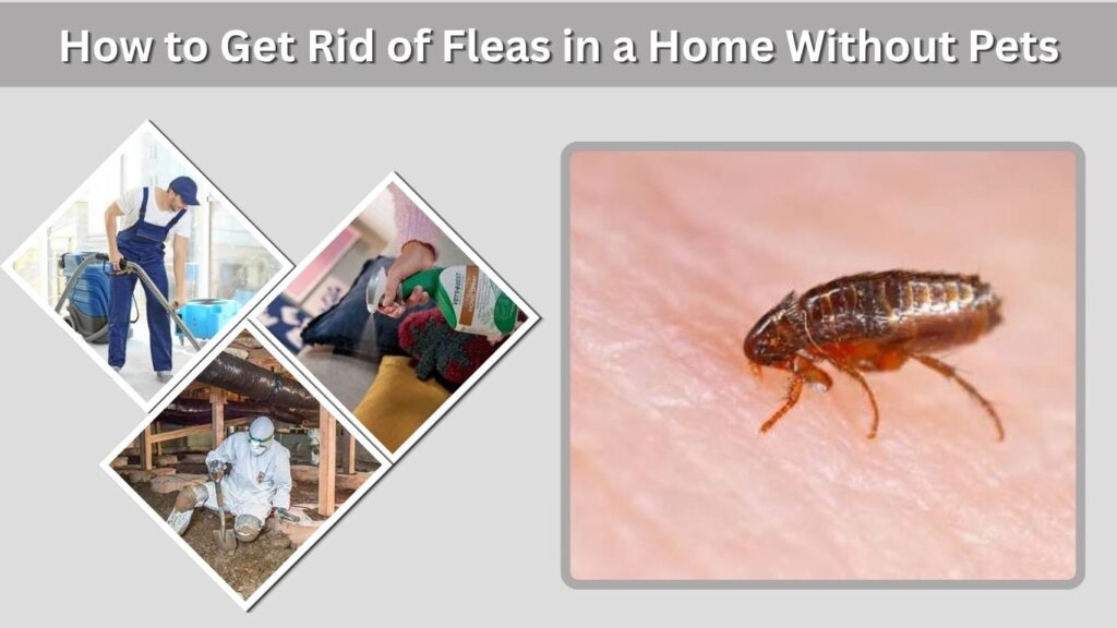 How to Get Rid of Fleas in a Home Without Pets