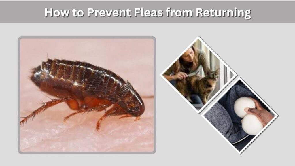 How to Prevent Fleas from Returning