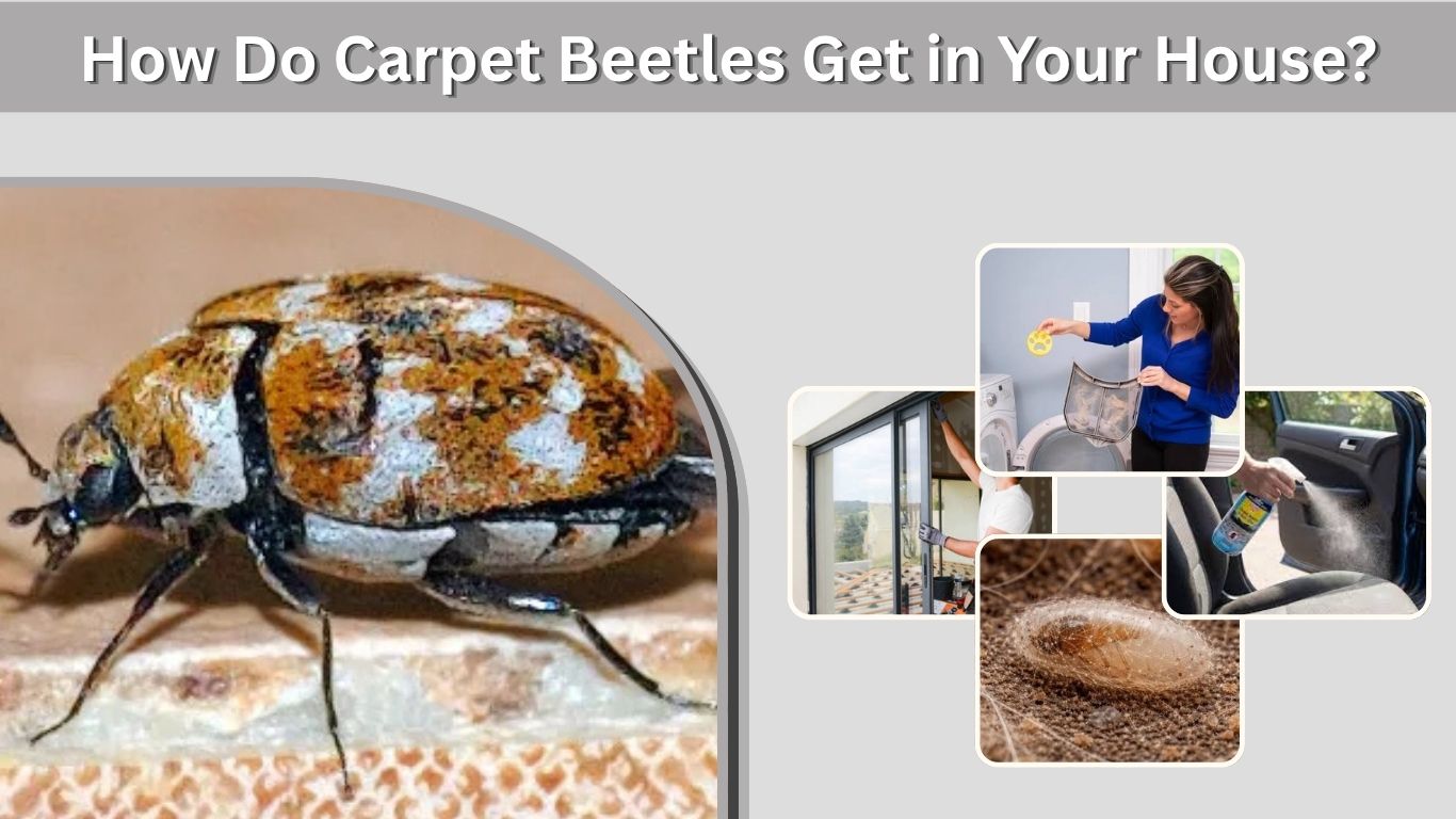 How Do Carpet Beetles Get in Your House? 6 Common Ways