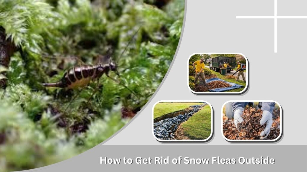 How to Get Rid of Snow Fleas Outside