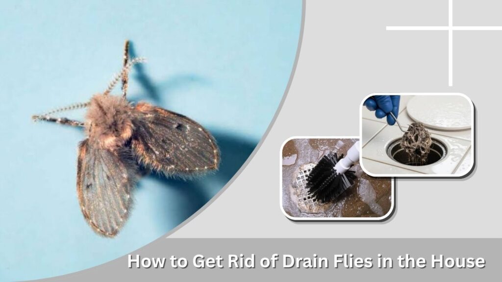How to Get Rid of Drain Flies in the House