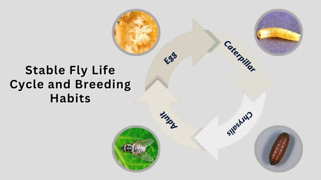 Stable Fly Life Cycle and Breeding Habits