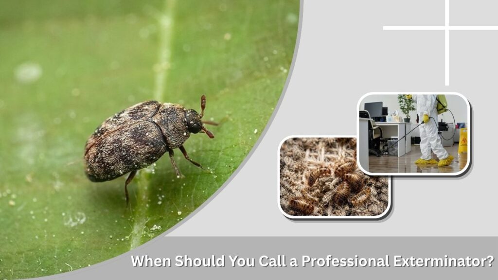 When Should You Call a Professional Exterminator?