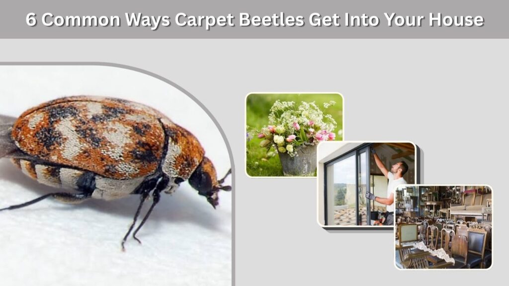 6 Common Ways Carpet Beetles Get Into Your House