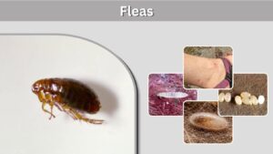 Fleas: Identification, Bites, Life Cycle and Control