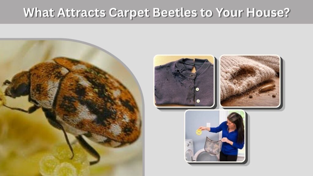 What Attracts Carpet Beetles to Your House?