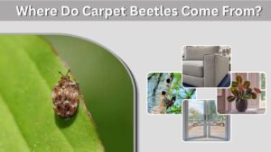 Where Do Carpet Beetles Come From? 7 Common Sources
