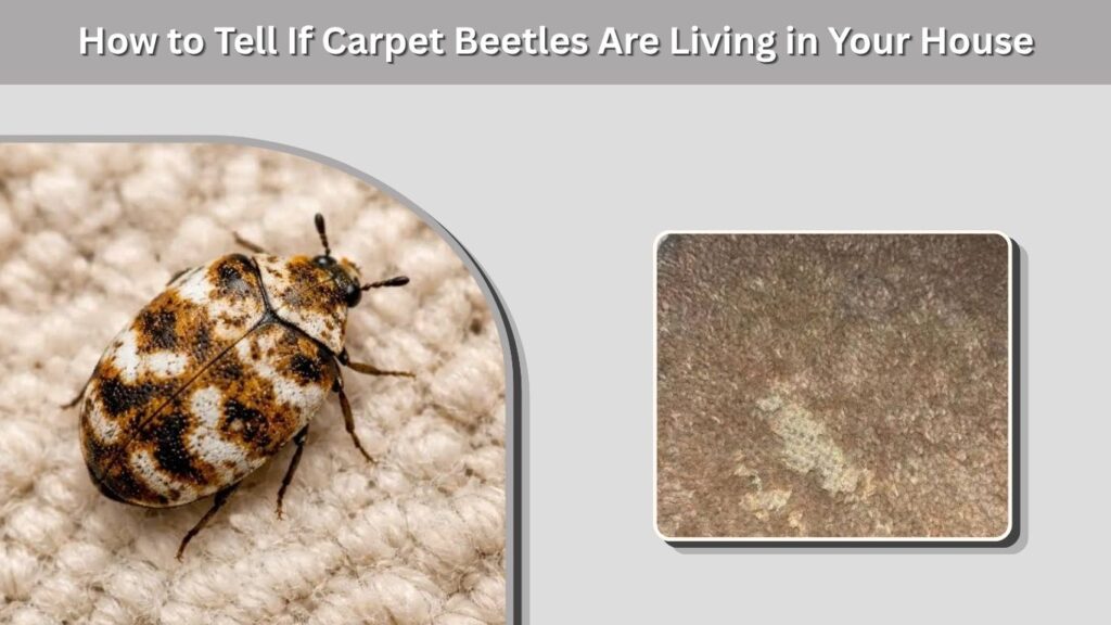 How to Tell If Carpet Beetles Are Living in Your House