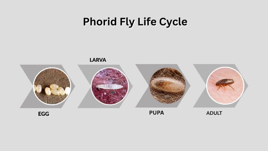 Flea Life Cycle