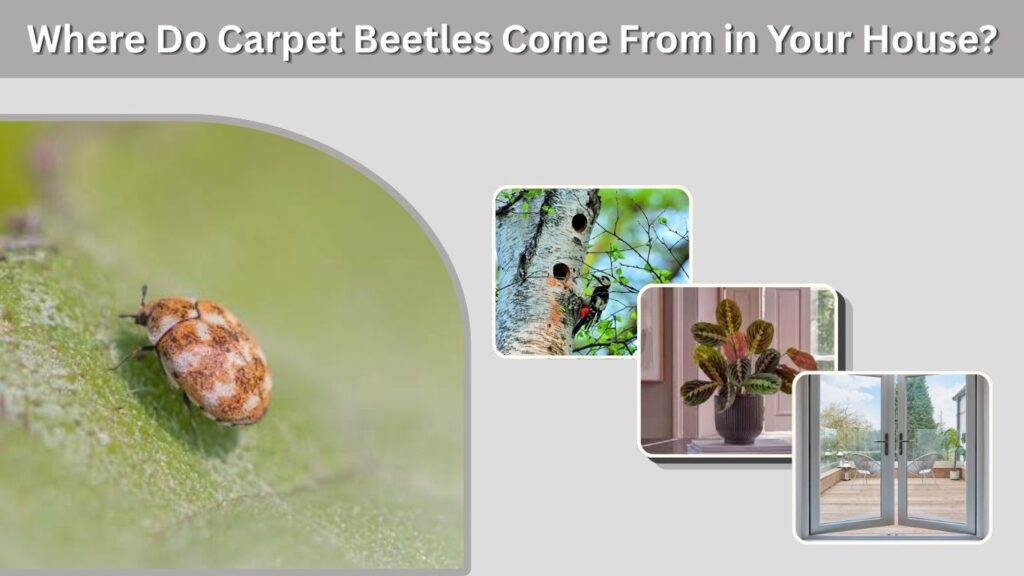 Where Do Carpet Beetles Come From in Your House?