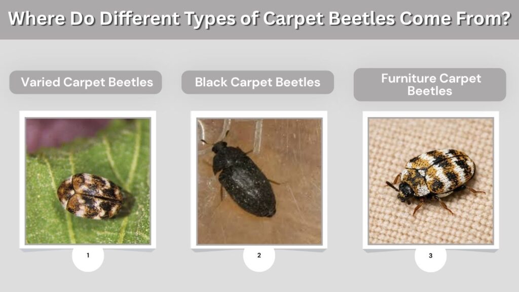 Where Do Different Types of Carpet Beetles Come From?