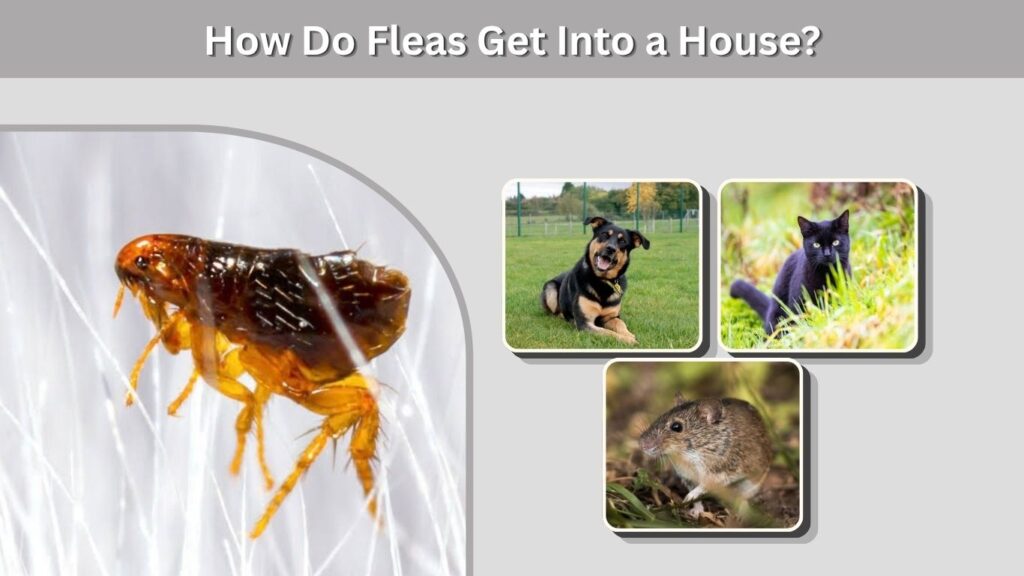 How Do Fleas Get Into a House?