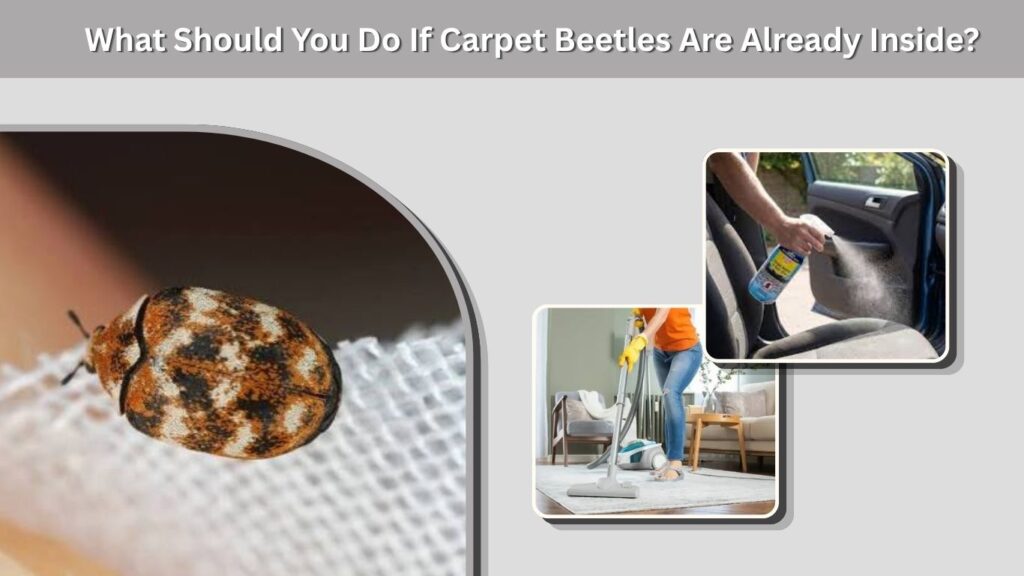 What Should You Do If Carpet Beetles Are Already Inside?