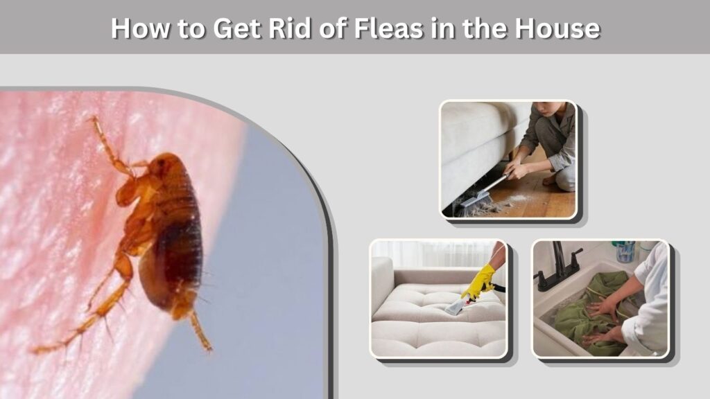 How to Get Rid of Fleas in the House