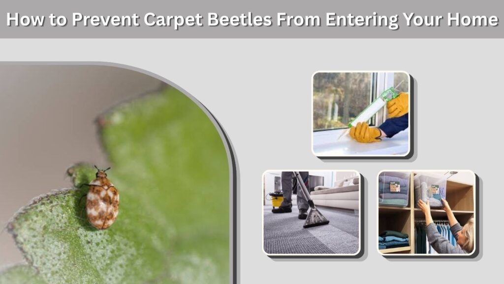 How to Prevent Carpet Beetles From Entering Your Home