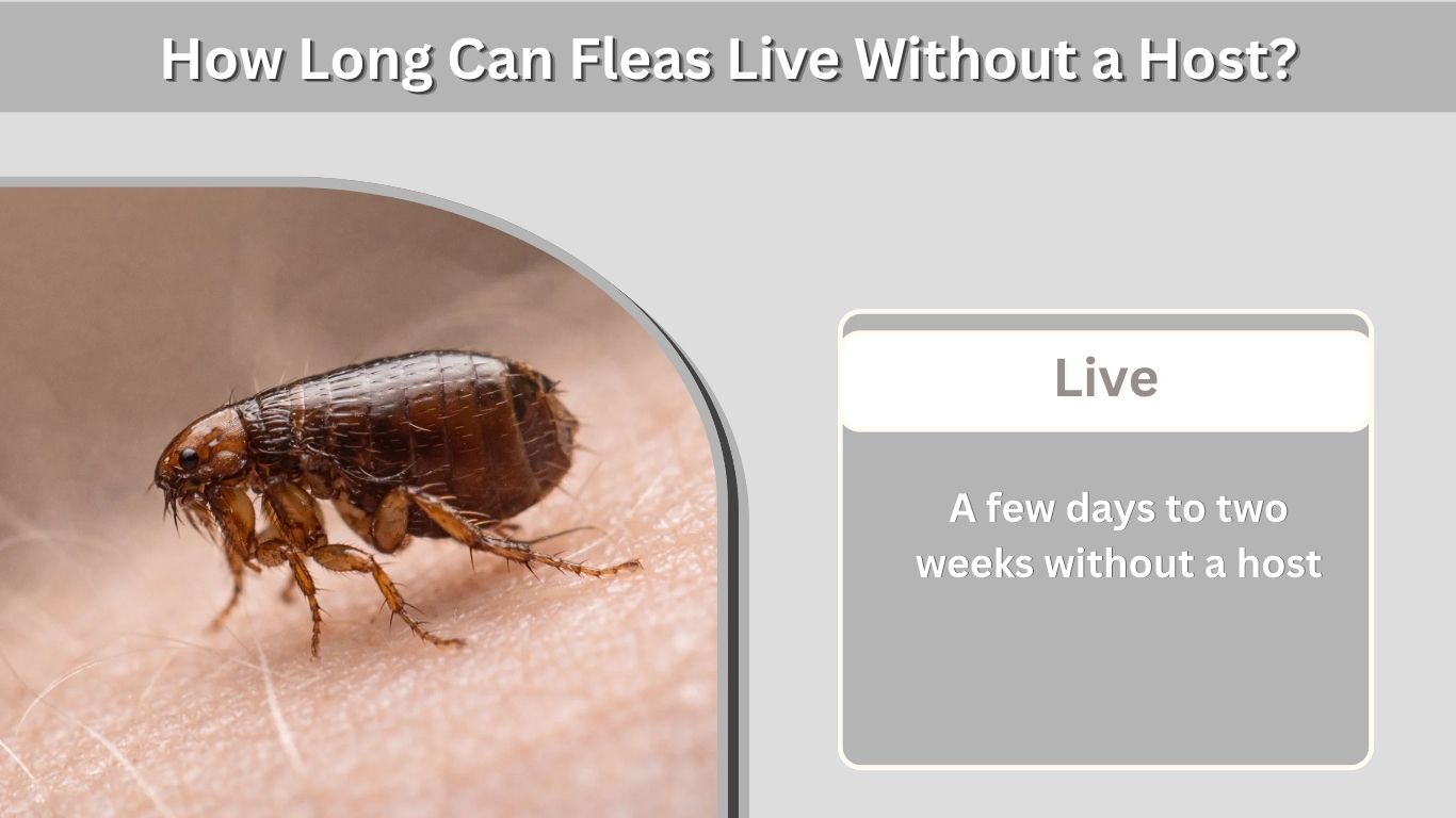 How Long Can Fleas Live Without a Host? Survival Guide
