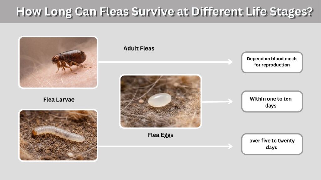 How Long Can Fleas Live in Different Places Without a Host?