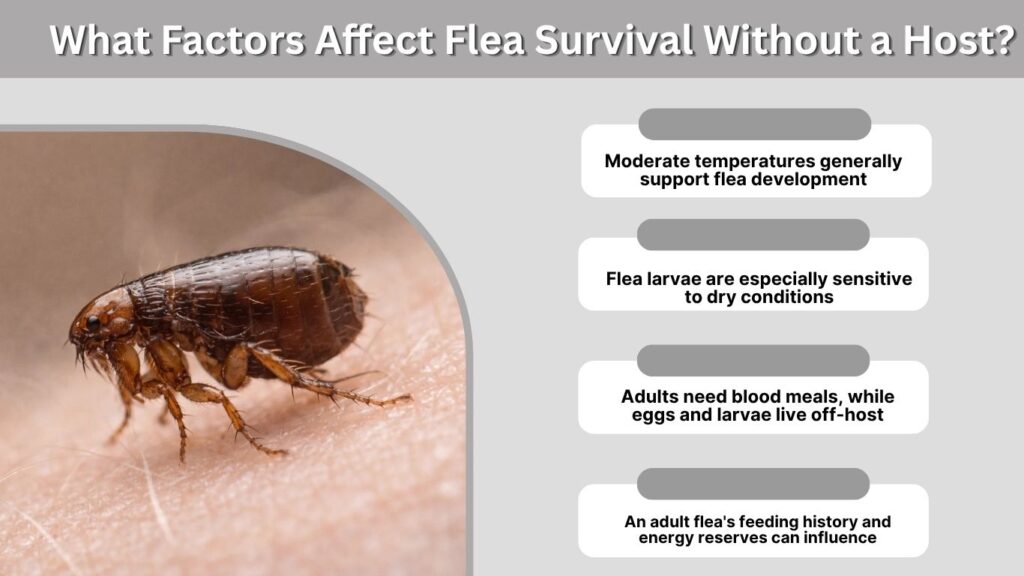 What Factors Affect Flea Survival Without a Host?