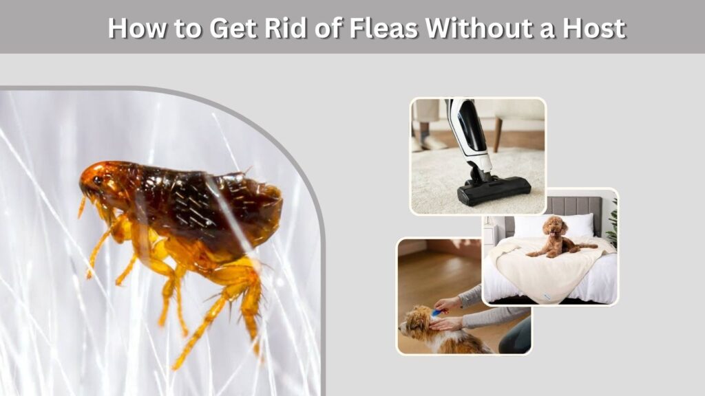 How to Get Rid of Fleas Without a Host