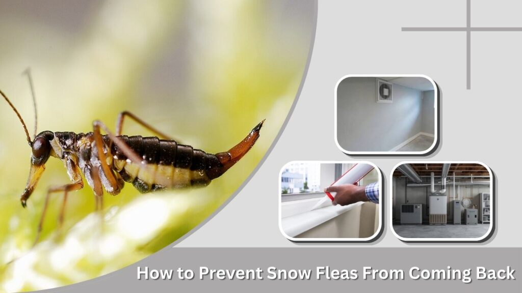How to Prevent Snow Fleas From Coming Back