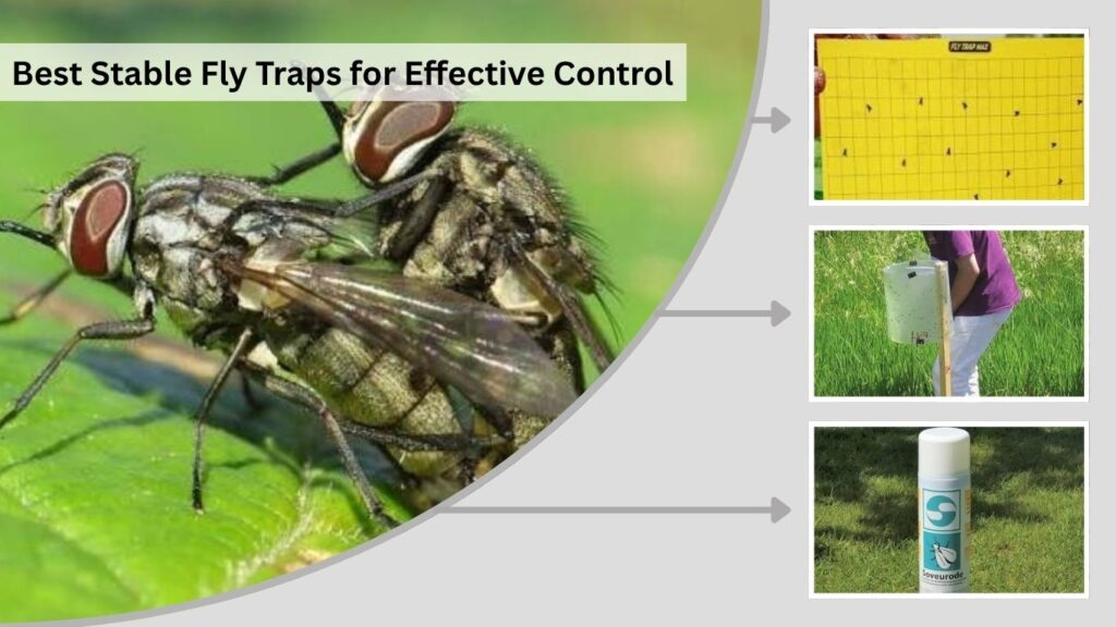 Best Stable Fly Traps for Effective Control