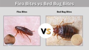 Flea Bites vs Bed Bug Bites: Key Differences & Signs