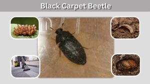Black Carpet Beetle: Identification, Larvae & Control