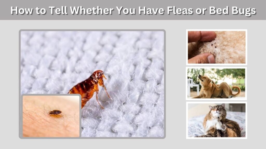 How to Tell Whether You Have Fleas or Bed Bugs