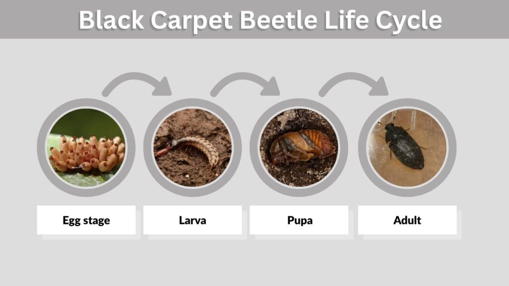 Black Carpet Beetle Life Cycle