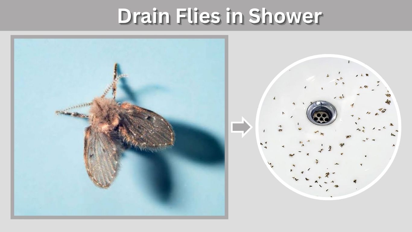 Drain Flies in Shower: Causes, Larvae & How to Remove Them