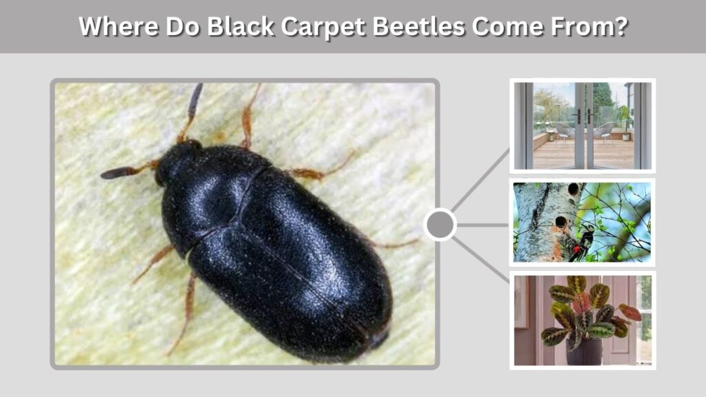 Where Do Black Carpet Beetles Come From?